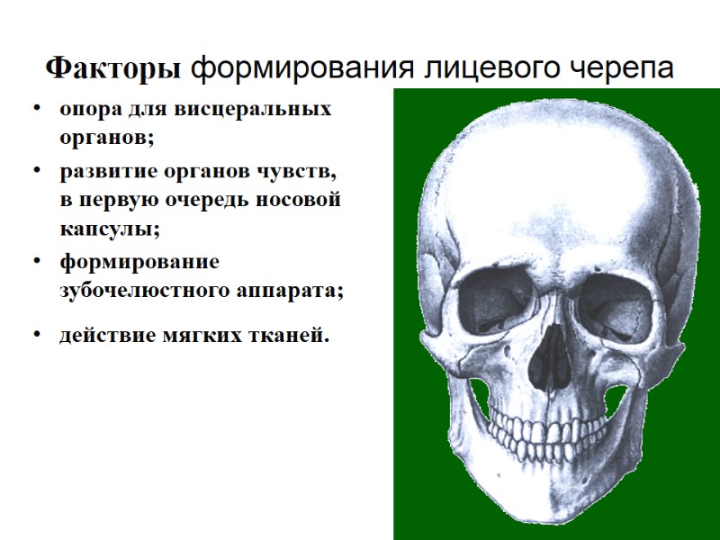 Факторы формирования лицевого черепа опора для висцеральных органов; развитие органов чувств,   
